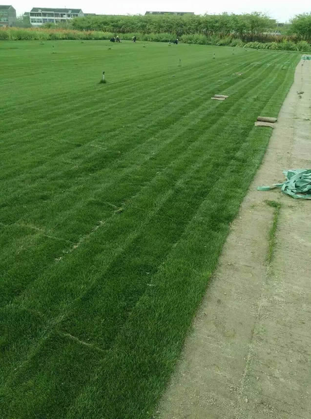 待出貨草坪