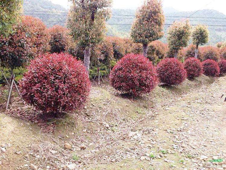 公司自營(yíng)苗木